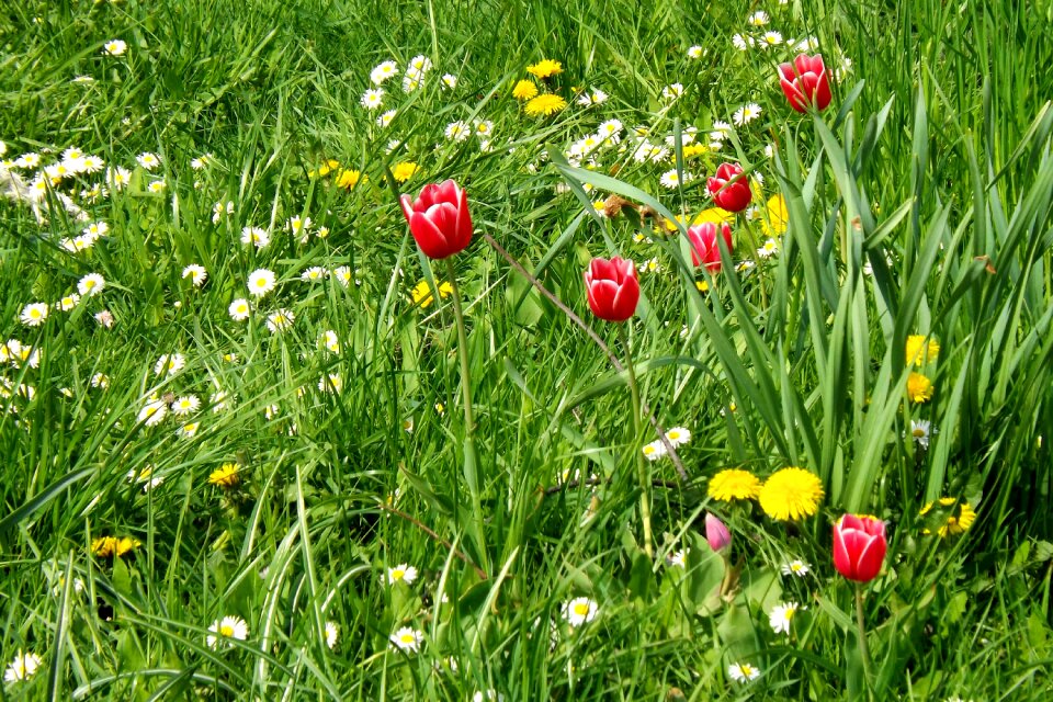 Tulips spring wildflowers