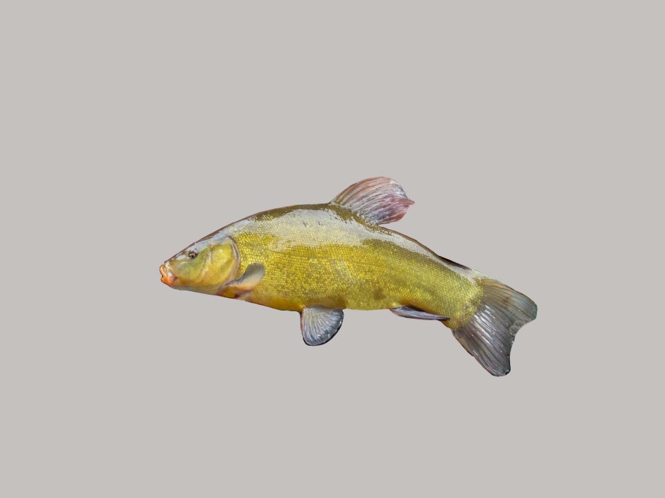 Fish green freshwater fish