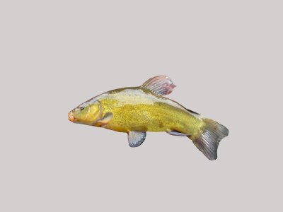 Fish green freshwater fish photo