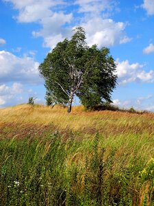 Wind birch meadow