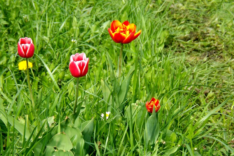 Bloom meadow spring colors