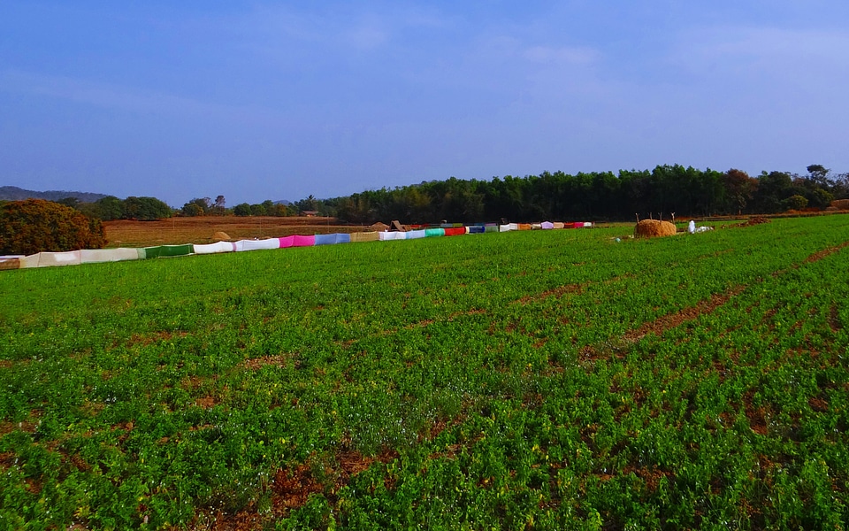 Crop saree fencing india