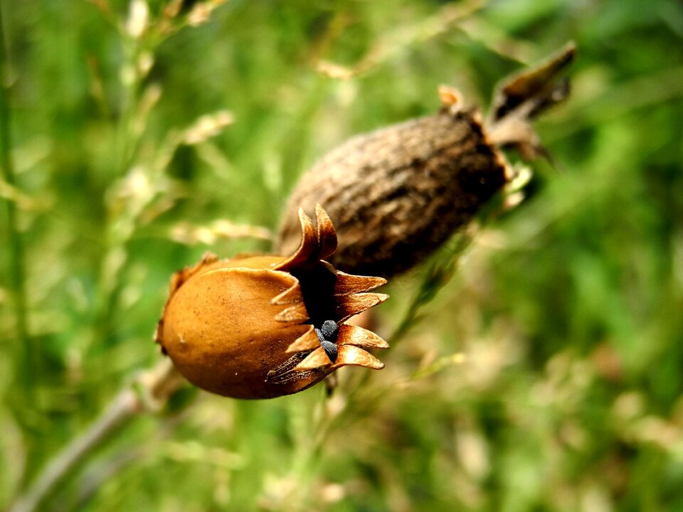 Seeds macro plant