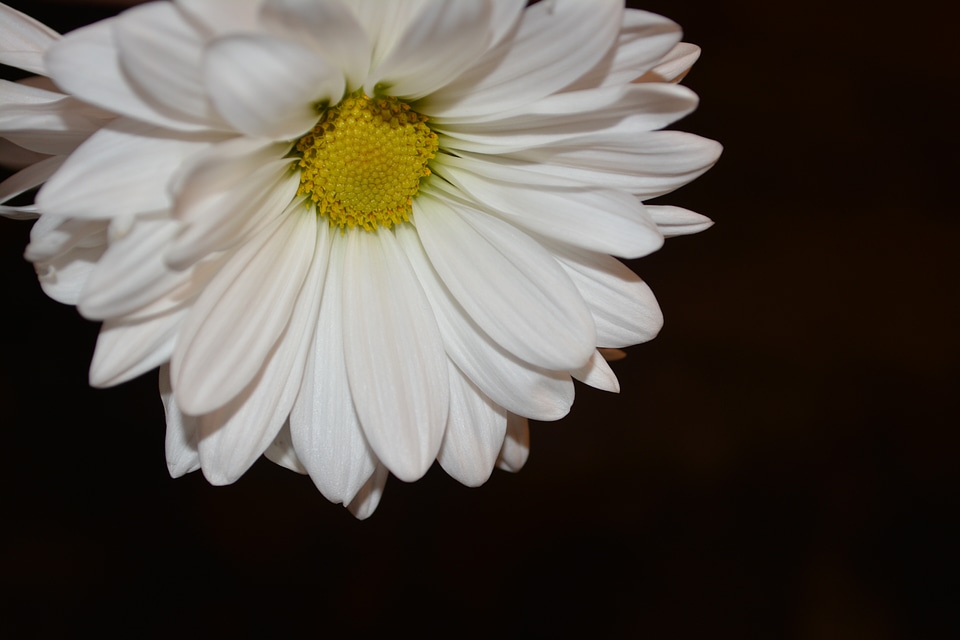 Natural blossom bloom