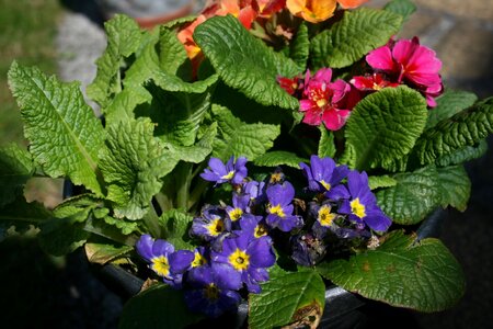 Flowers spring