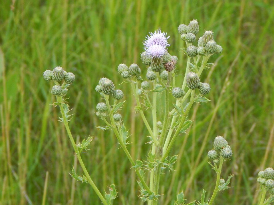Nature grass floral