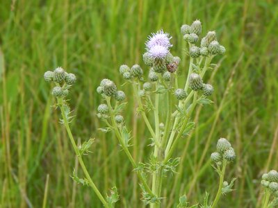 Nature grass floral photo