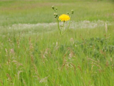 Prairie grass green