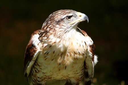 Raptor perched standing photo