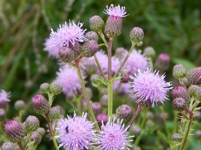 Nature pink bloom