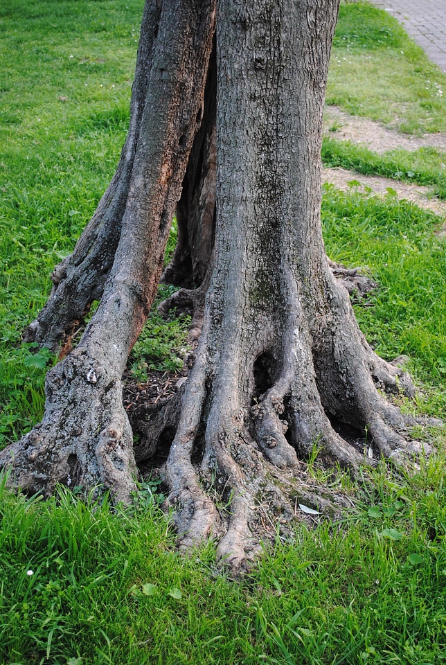Structures gnarled old tree