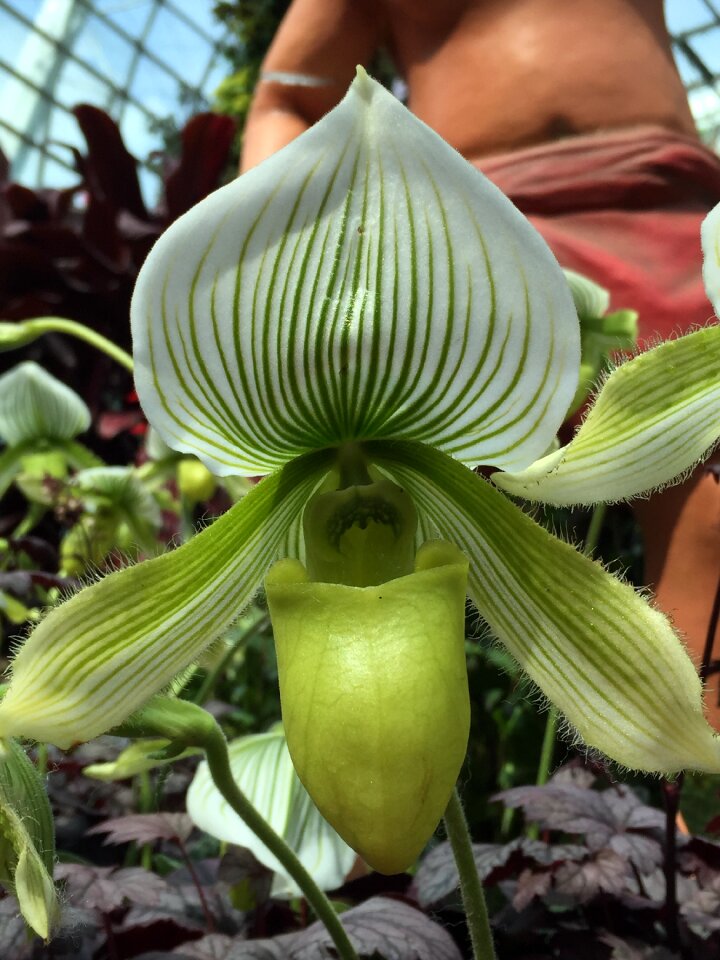 Green blossom