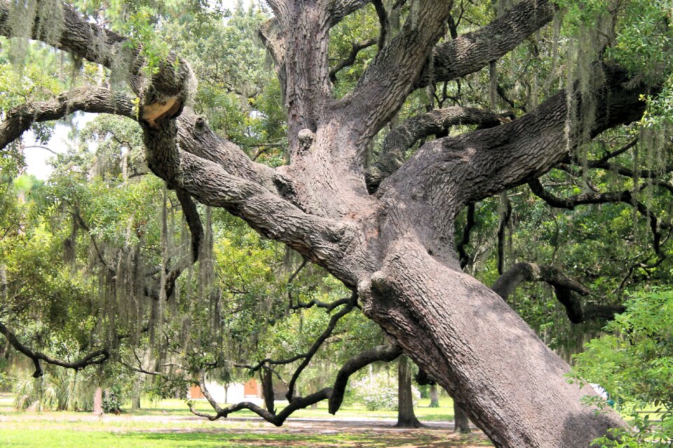 Tree park mossy tree