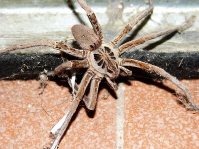 Insect eight legs arachnophobia