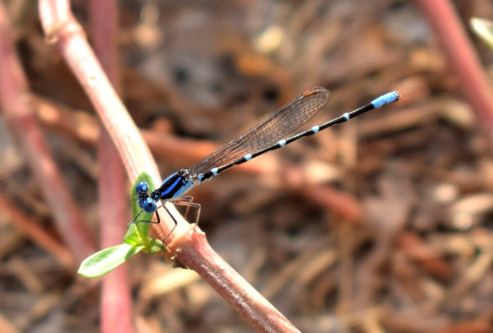 Insect insectoid winged