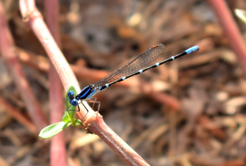 Insect insectoid winged photo