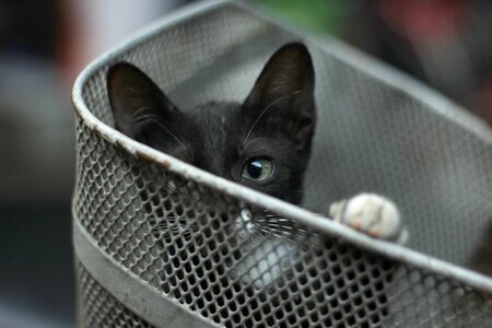 Sad eyes hide basket
