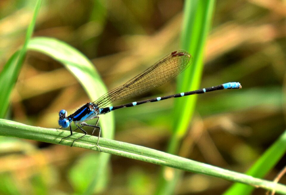 Insect insectoid winged photo