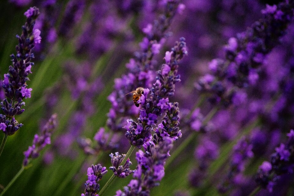 Bumblebee flower field photo