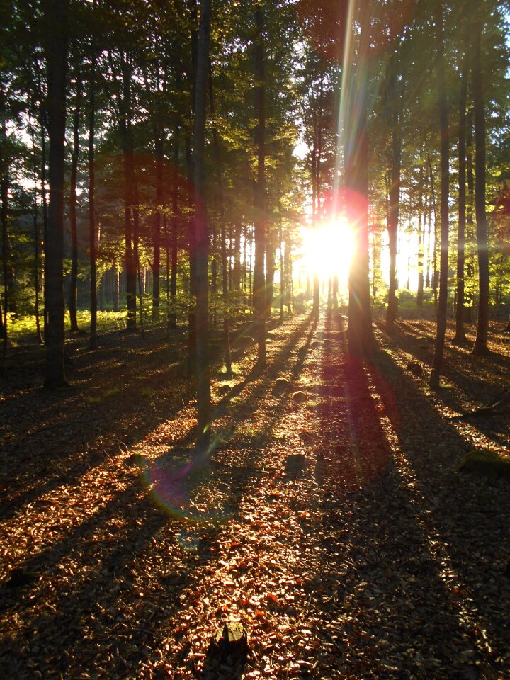 Trees shading evening