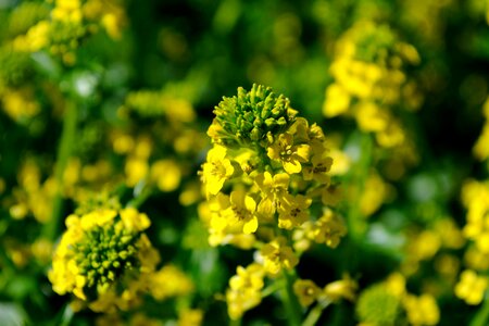 Plant rape blossom macro