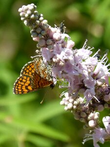 Damero knapweed libar wild flower photo