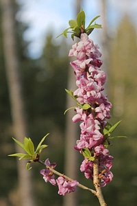 Blossom petal bright photo