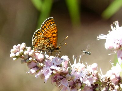 Damero knapweed libar wild flower photo