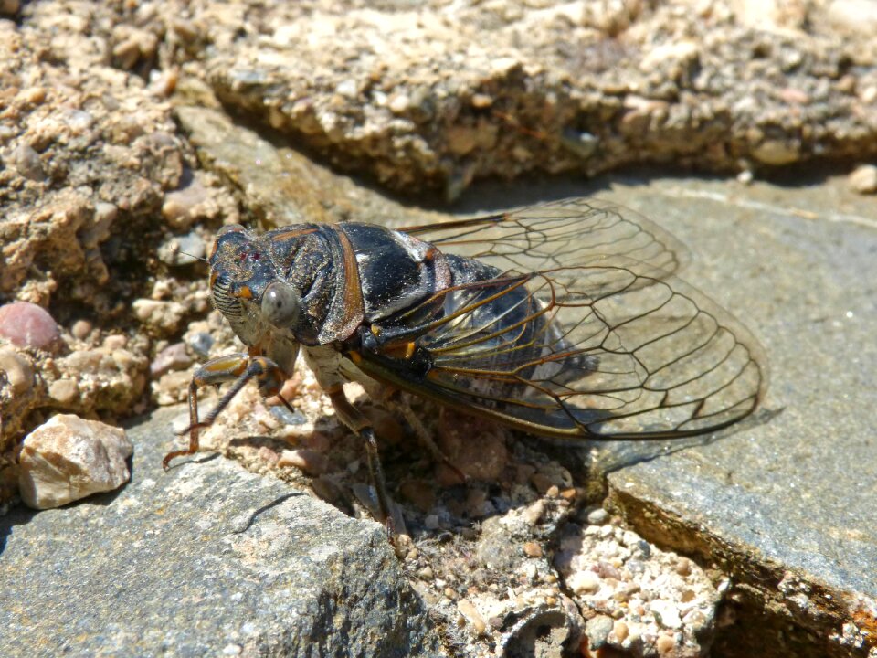 Summer cri-cri insect detail