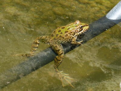 Batrachian croak float photo