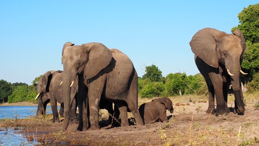 Safari national park animal