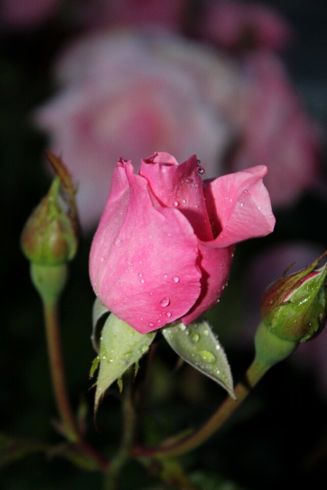 Pink flowers pink flower garden