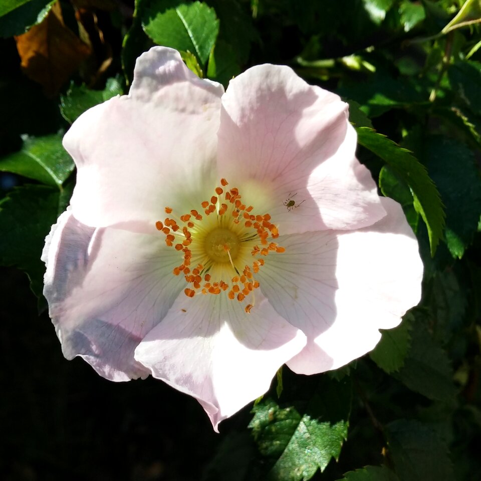 Pink bright sunny
