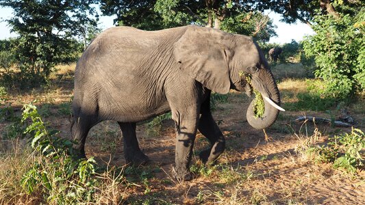 Safari animals national park