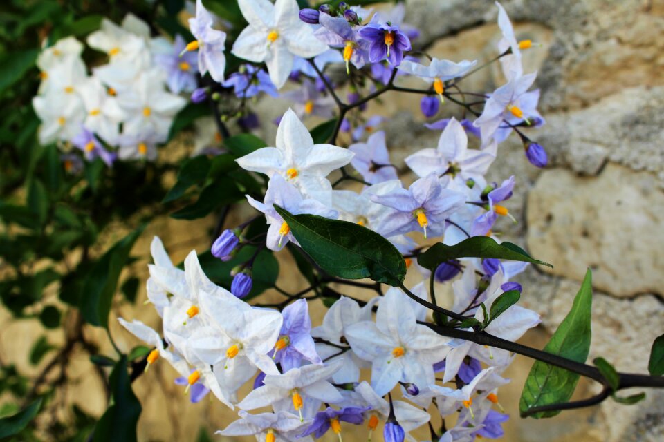 Summer flowers nature macro