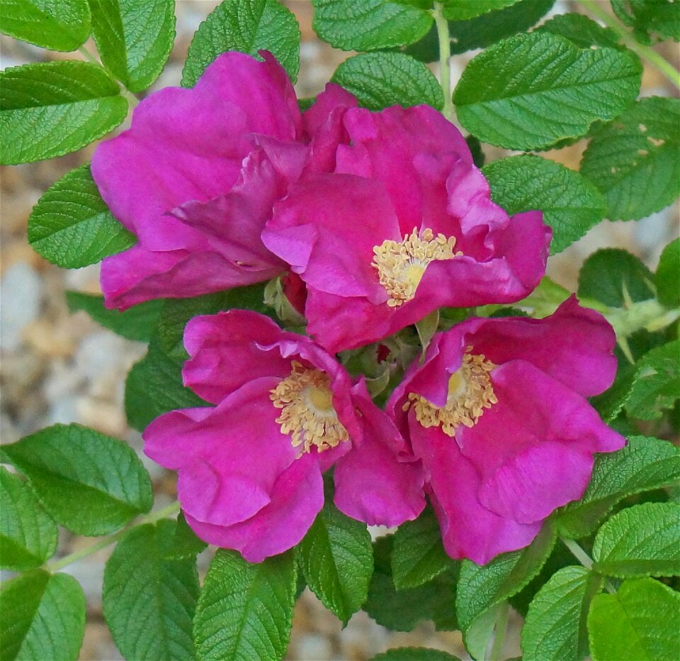 Flower blossom bloom