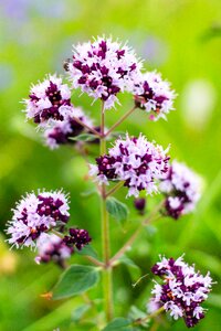 Flora beautiful flower macro photography