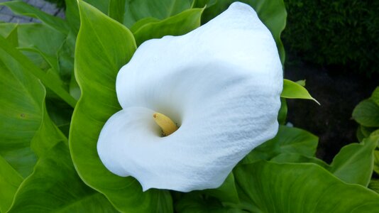 Bloom flowering stems white photo