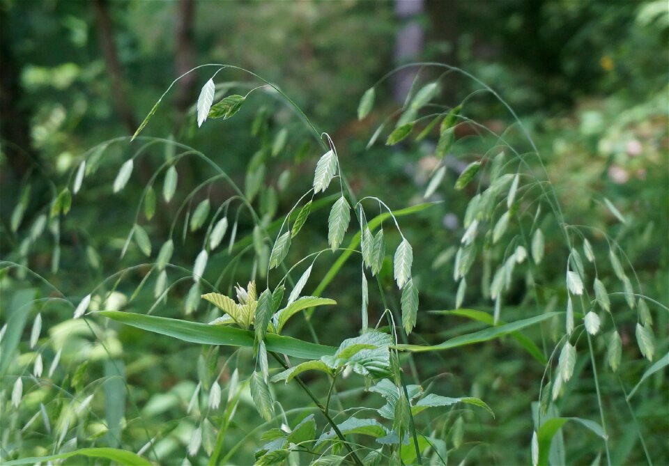 Grasses plant nature