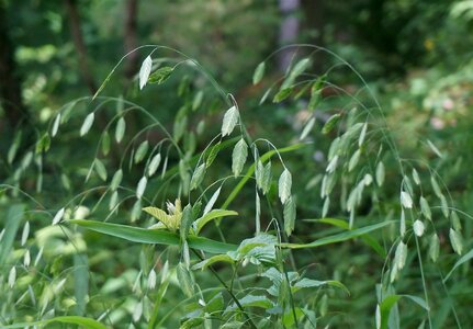 Grasses plant nature