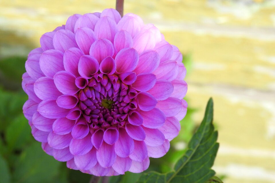 Bloom flower garden