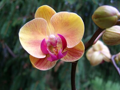Pink center yellow petals