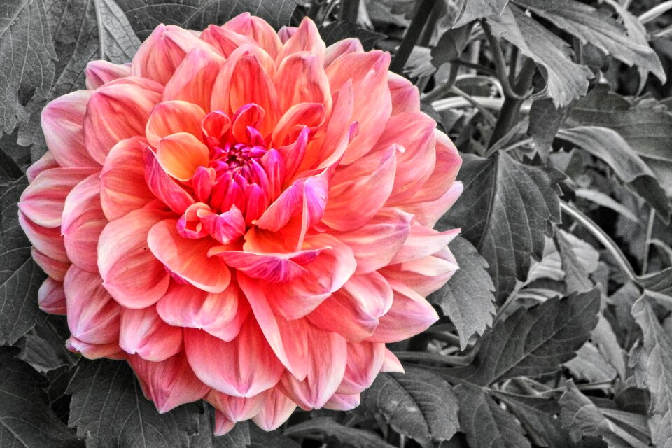 Dahlia garden flower garden flower