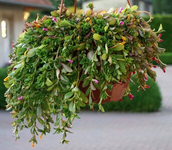 Hanging basket ornamental plant close up photo