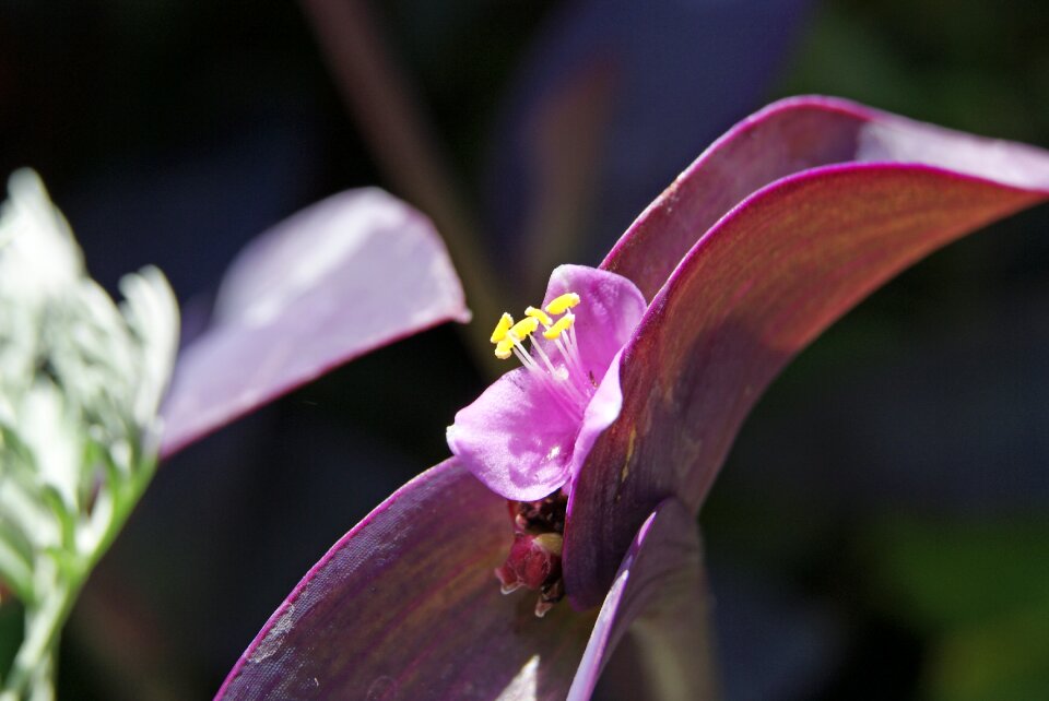 Wandering jew plant