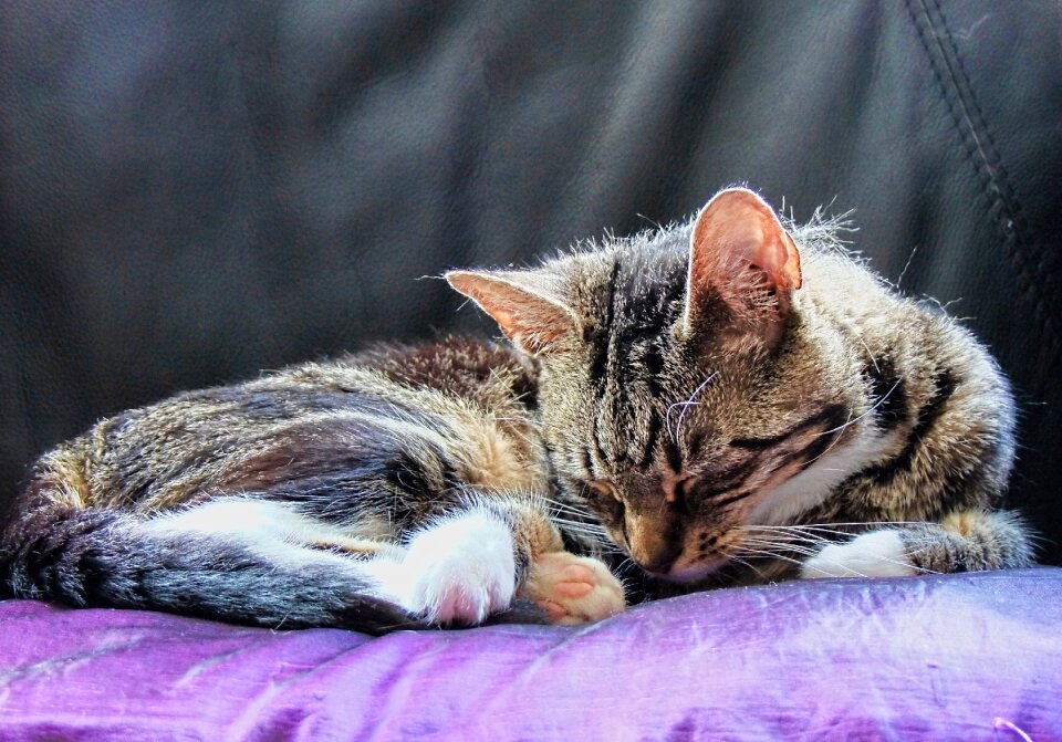 Animal cute kitten