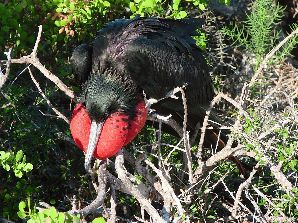 Puffed up animal beak