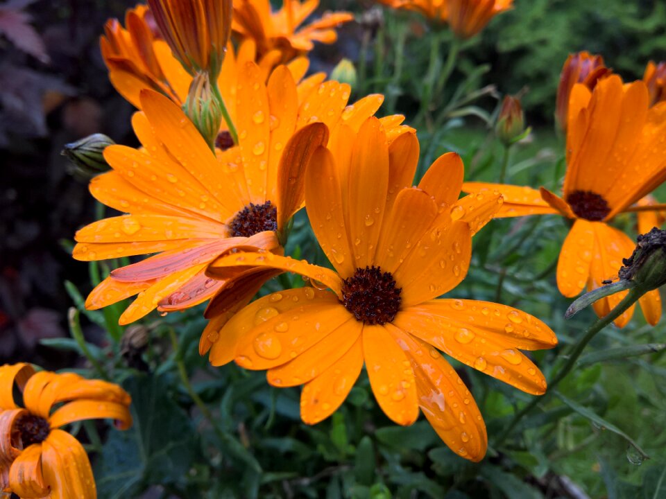Orange flower garden drops