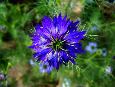 Borzaskata blue garden flowers summer flower