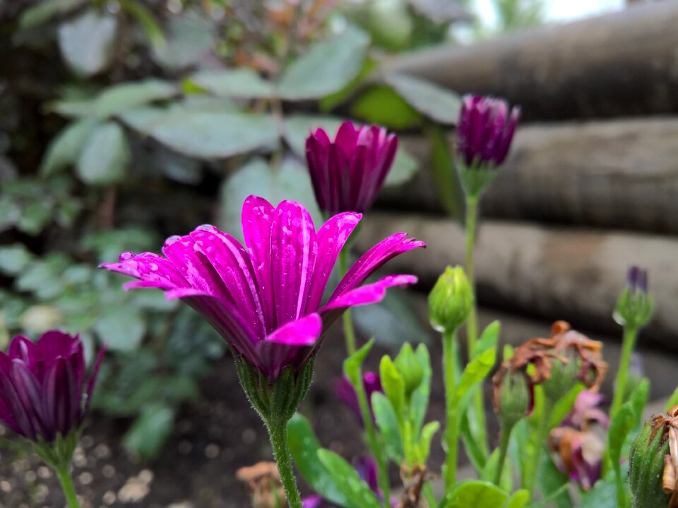 Purple flower garden drops